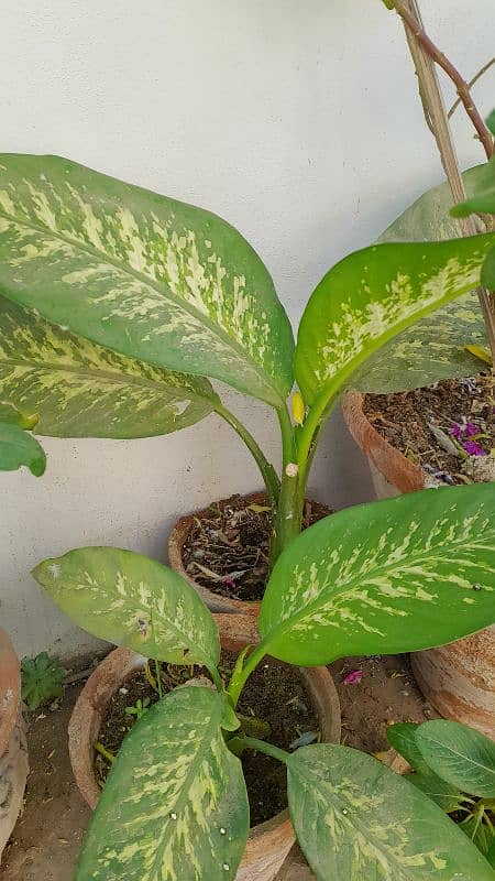 dumb cane plant 0