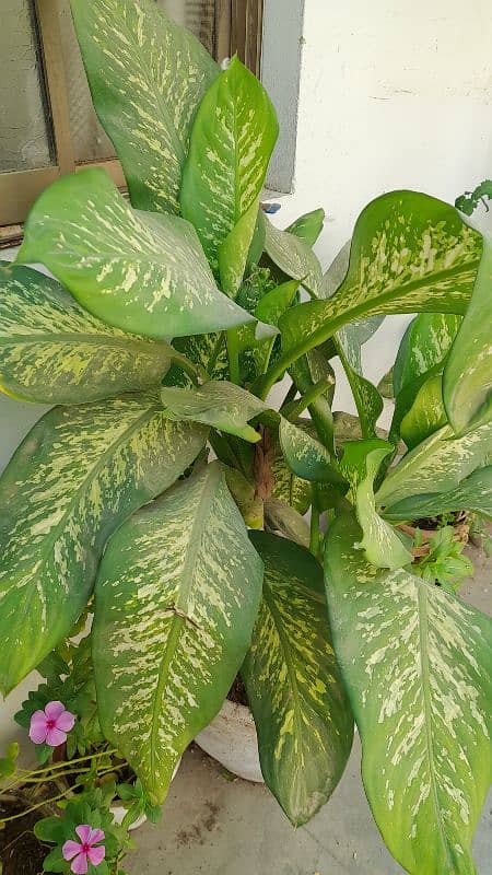 dumb cane plant 1