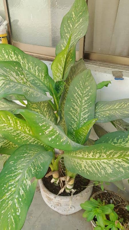 dumb cane plant 2