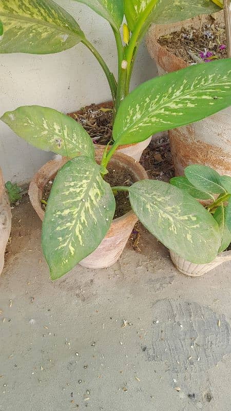 dumb cane plant 3