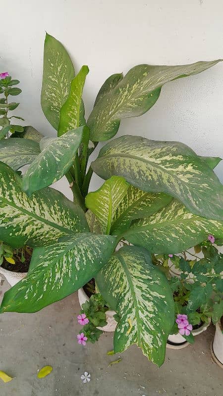 dumb cane plant 4