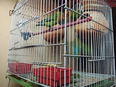 love birds with cage (pinjra)