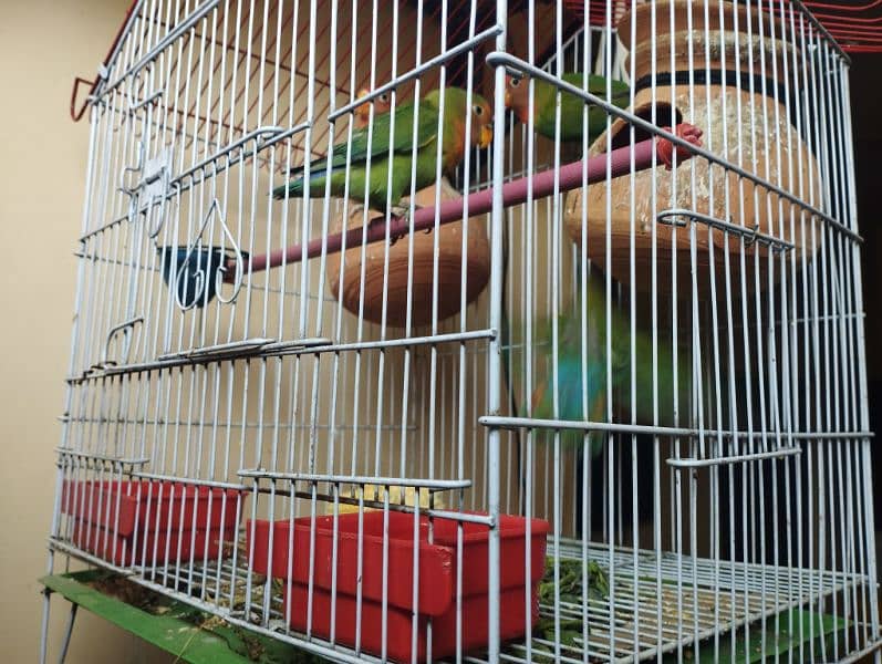 love birds with cage (pinjra) 0