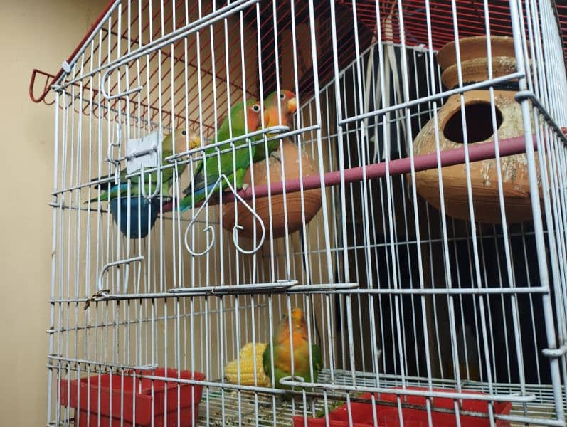 love birds with cage (pinjra) 1