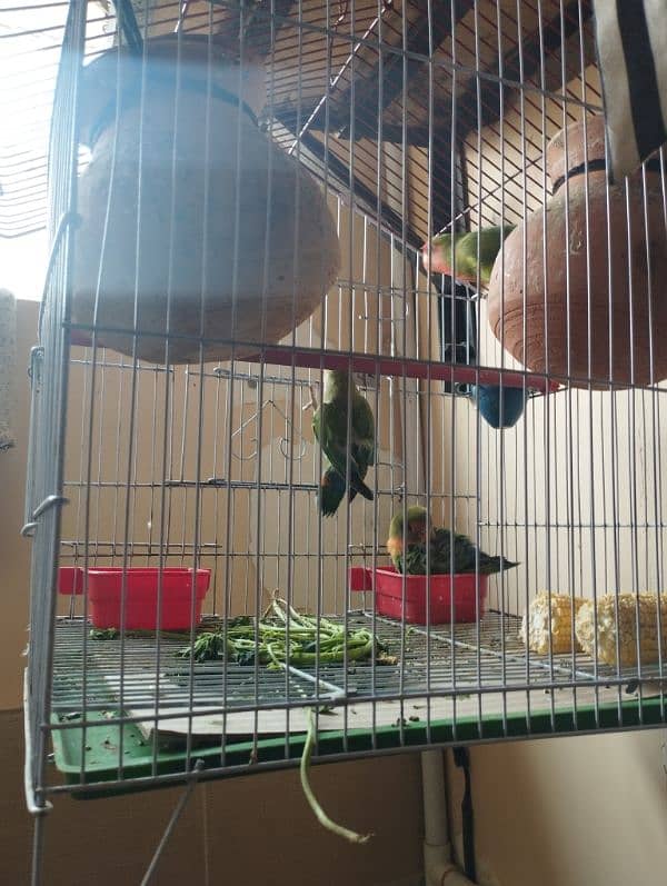 love birds with cage (pinjra) 2