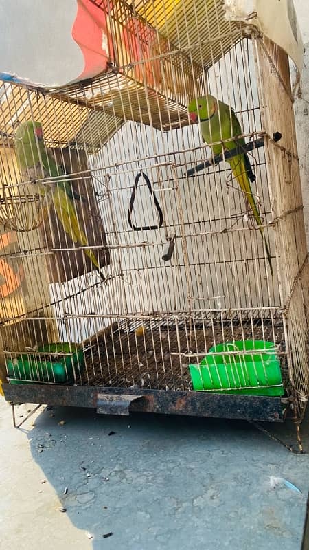 Green parrot pair 0