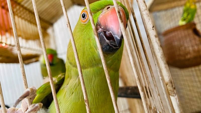 Green parrot pair 2