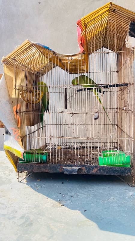 Green parrot pair 3