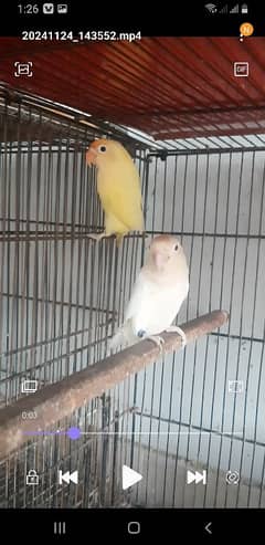 Decino to Albino Red eye Pair