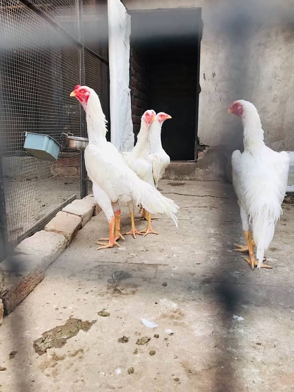 White King OH shamo F1 blood patha for sale 1