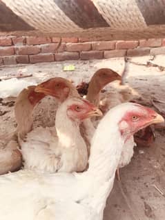 white Shamo Aseel For Sale | Shamoo | Aseel | murga | Hen For Sale