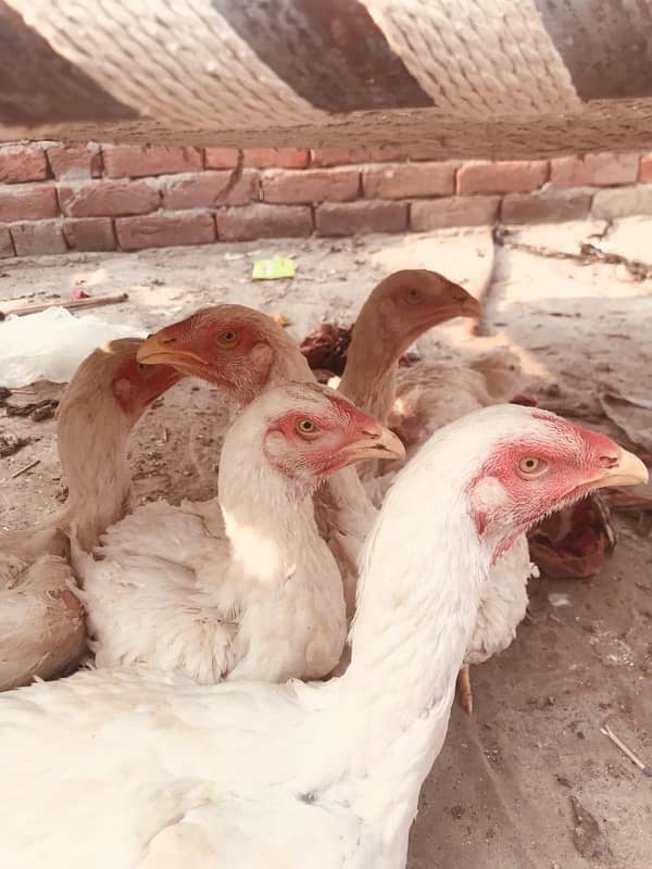 white Shamo Aseel For Sale | Shamoo | Aseel | murga | Hen For Sale 0