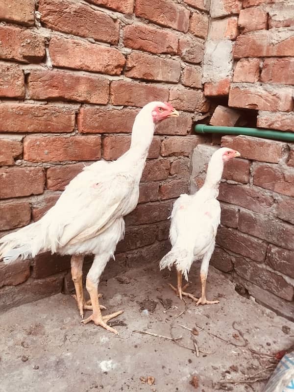 white Shamo Aseel For Sale | Shamoo | Aseel | murga | Hen For Sale 1