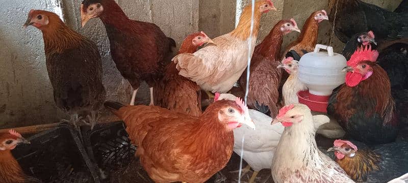 Golden Misri Hens for Sale 0