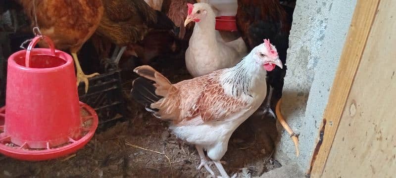 Golden Misri Hens for Sale 1