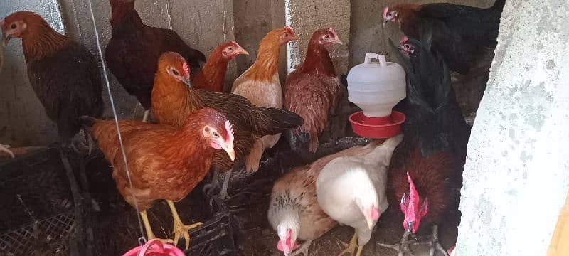 Golden Misri Hens for Sale 2