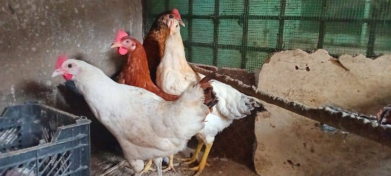 Golden Misri Hens for Sale 3