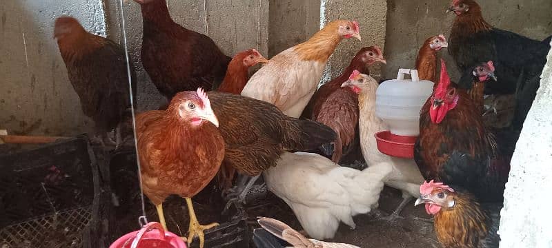 Golden Misri Hens for Sale 4