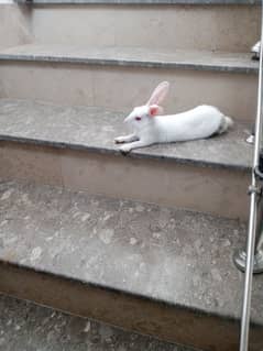 Small Baby Rabbit Red Eye