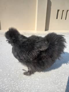 silkie