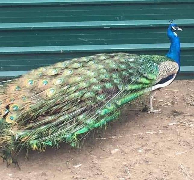 Peacock ALL Breeds Fresh Fertile Eggs Available 2