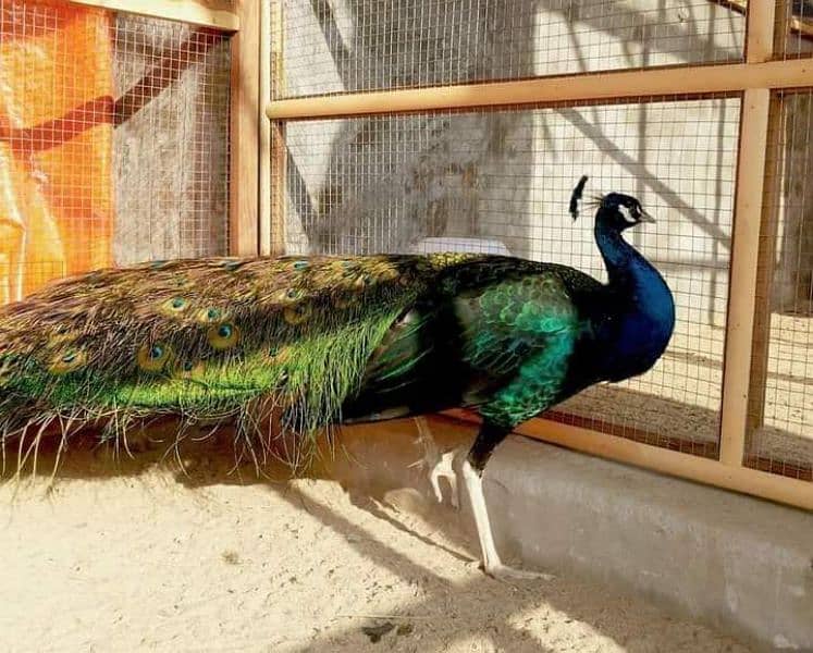 Peacock ALL Breeds Fresh Fertile Eggs Available 3