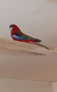 Red Rosella