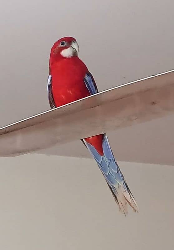 Red Rosella 1