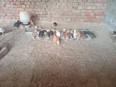 Golden Mesri Chicks for Sale