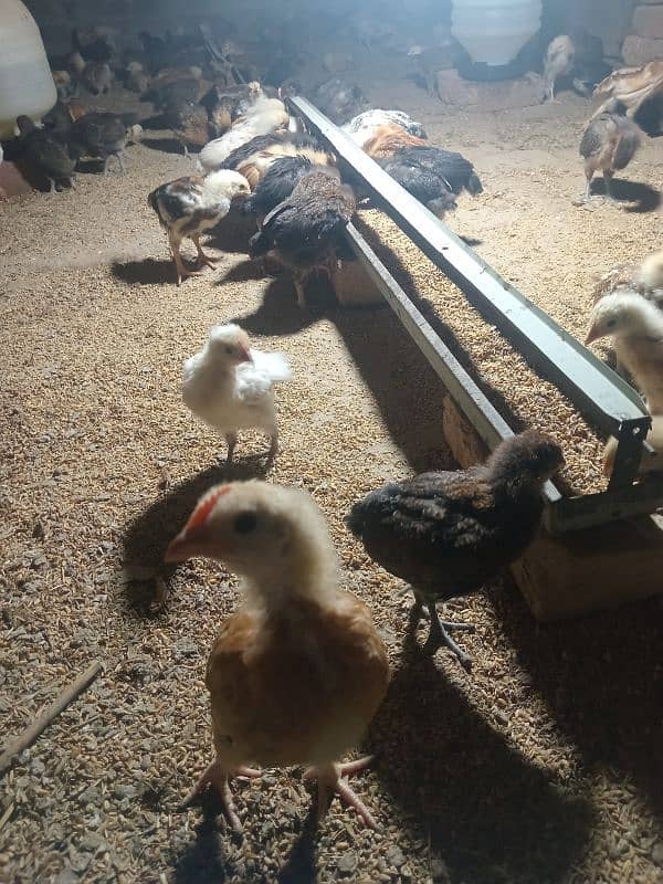 Golden Mesri Chicks for Sale 4