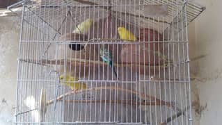 23INCHES BHARI CAGE WITH 2 PAIRS (RED EYED)