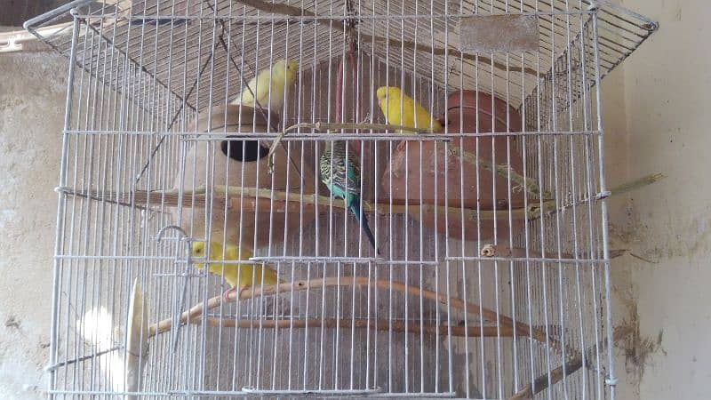 23INCHES BHARI CAGE WITH 2 PAIRS (RED EYED) 0