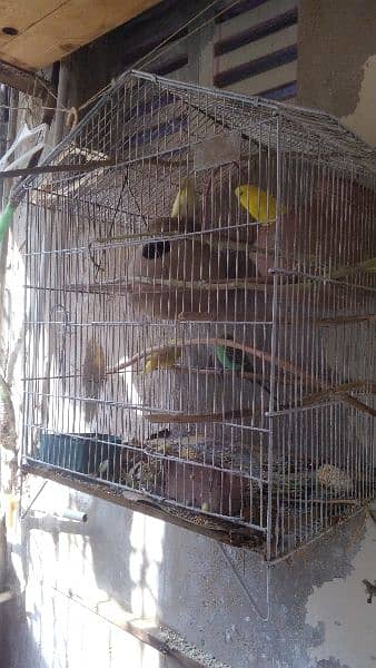 23INCHES BHARI CAGE WITH 2 PAIRS (RED EYED) 1