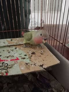 selling hand tame lovebird,olive colour