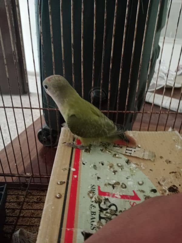 selling hand tame lovebird,olive colour 1