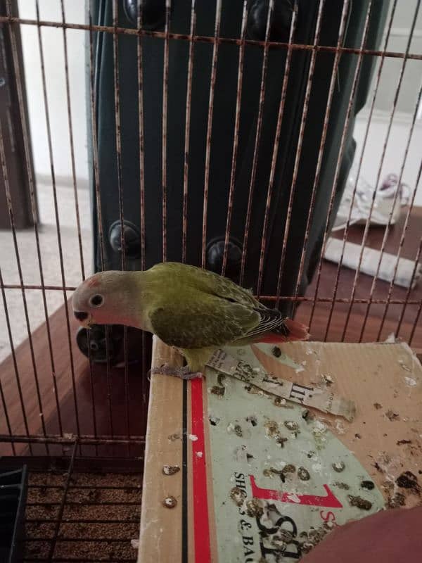 selling hand tame lovebird,olive colour 2