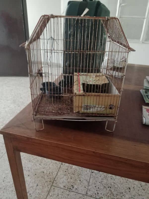 selling hand tame lovebird,olive colour 6