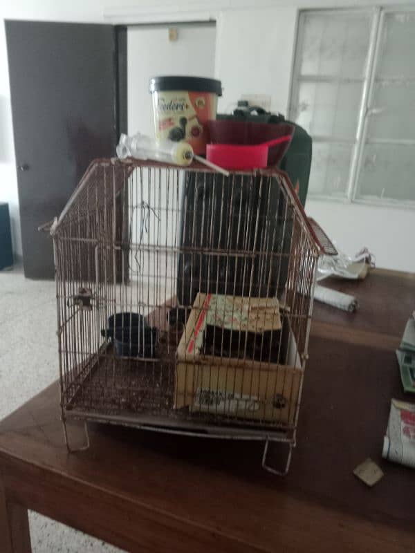 selling hand tame lovebird,olive colour 14