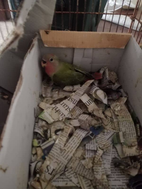 selling hand tame lovebird,olive colour 16