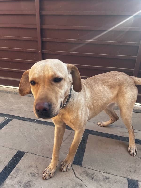 Labrador Female available for Adoption on urgent basis 0