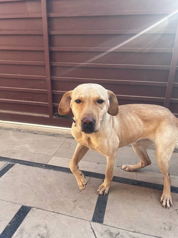 Labrador Female available for Adoption on urgent basis 1