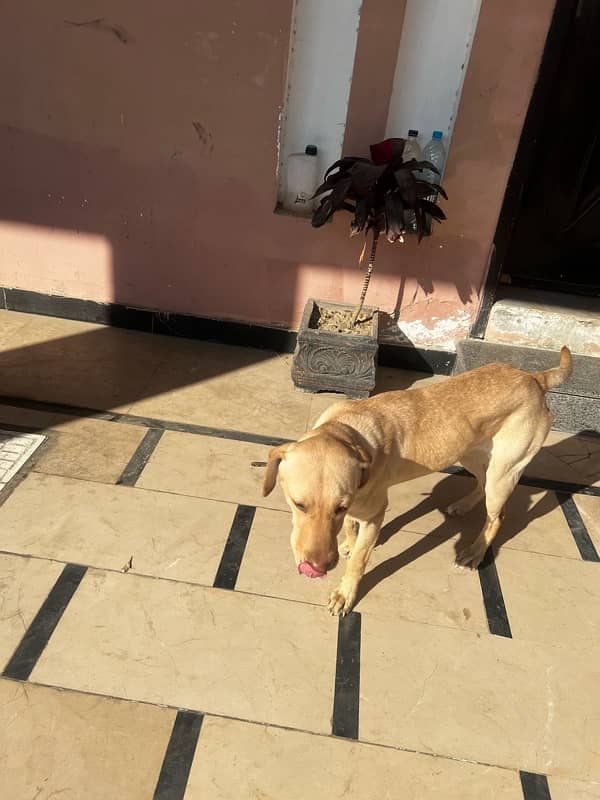 Labrador Female available for Adoption on urgent basis 2