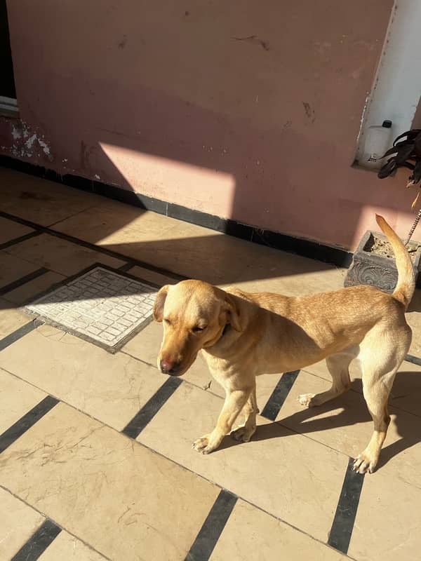 Labrador Female available for Adoption on urgent basis 3