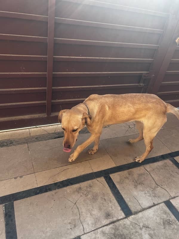 Labrador Female available for Adoption on urgent basis 4