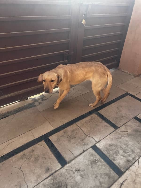 Labrador Female available for Adoption on urgent basis 5