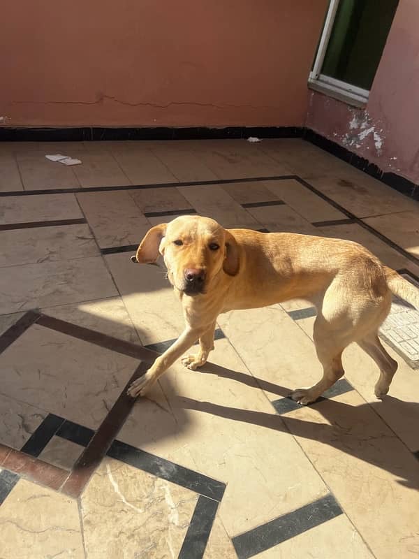 Labrador Female available for Adoption on urgent basis 7