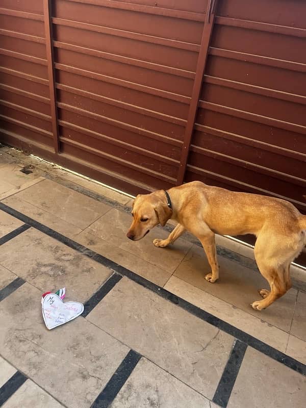 Labrador Female available for Adoption on urgent basis 8