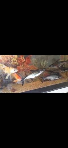 blue line shark pangasius live fish zinda machli