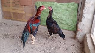 Aseel Hen pair