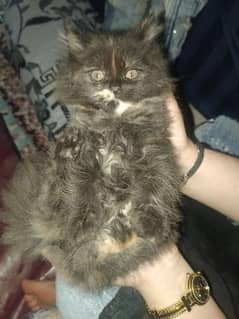 Persian cat for sale